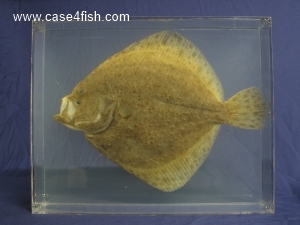 Foto Galerie/Pleuronectiformes/Scophthalmus maximus/Scophthalmus maximus_01_S.jpg